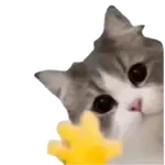 Gatinhos oi tchau