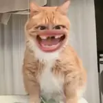 GATOS 02