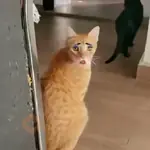 GATOS 02