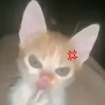 GATOS 02