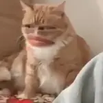 GATOS 02
