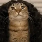 Gato Cucurella 🐱✨