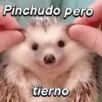 Pequeño Erizo frases 🦔💬