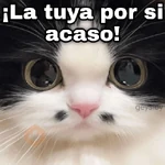 Gatos con amor 5 😻🪄💖