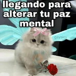 Gatos con amor 5 😻🪄💖