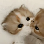 Gatos con amor 5 😻🪄💖