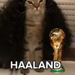 🇪🇸⚽️🐈 GATO CUCURELLA 🐈⚽️🇪🇸