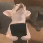 Figurinhas do Tiktok 🔥