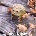 rana riendo 🐸 memes