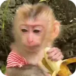 Funny Monkey ✨🐒