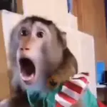 Funny Monkey ✨🐒