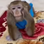 Funny Monkey ✨🐒