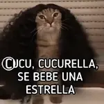 GATO 🐱 CUCURELLA