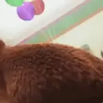 memes tiktok