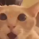 memes tiktok