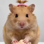 🐹💄HAMSTER Maquillándose💄🐹