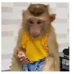 Monitos 🐒🙊