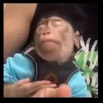 Monitos 🐒🙊