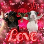 Pibble bellako plakoson