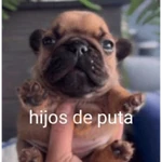 Pibble bellako plakoson