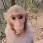 Monitos