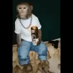 Monitos