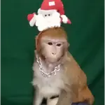 🐒🎅🏿monitos