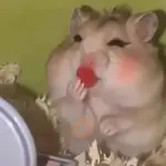 🐹💄 Hámster Maquillándose 💅🏻💋