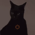 cat meme face