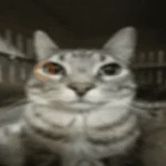 cat meme face
