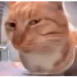 cat meme face
