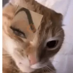 cat meme face