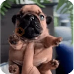 Pibble 🐶 🗣️🔥