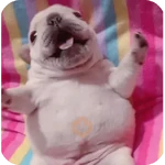 Pibble 🐶 🗣️🔥