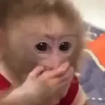 🐒🌴🐵 MONITOS 🐵🌴🐒