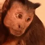 🐒🌴🐵 MONITOS 🐵🌴🐒