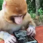Monos muy monitos 🐒🐵🐒2️⃣