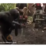 monitos random🐵