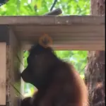 monitos random🐵