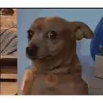 ANIMAL REACTION