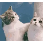 ANIMAL REACTION