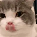 ANIMAL REACTION