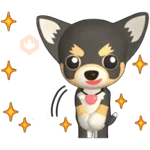 🐾chihuahuas 🐾