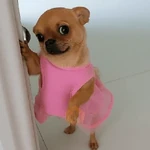 cachorros | memes engraçados