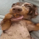 cachorros | memes engraçados