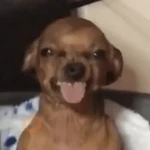 cachorros | memes engraçados