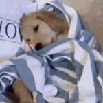 cachorros | memes engraçados
