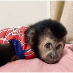 Changuitos🐵Spiderman Man 🕸️🕷️
