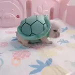 ▛▞⃞⵿፝͡🐶ᩙ᷒ᰰ꯭ᩡᩡ Pibbles ©️nani