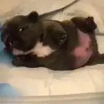▛▞⃞⵿፝͡🐶ᩙ᷒ᰰ꯭ᩡᩡ Pibbles ©️nani